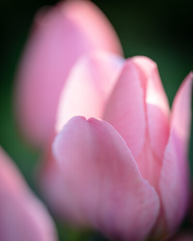 摄影 标题为“In the Pink” 由Gwendolyn Roth, 原创艺术品, 数码摄影