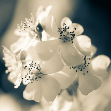 Photographie intitulée "My Wild Rose" par Gwendolyn Roth, Œuvre d'art originale, Photographie numérique