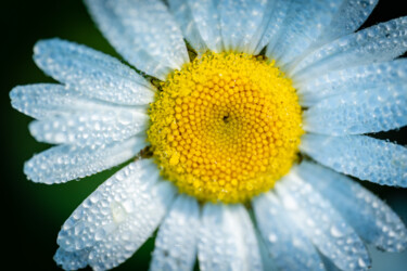 Photography titled "June's Daisy" by Gwendolyn Roth, Original Artwork, Digital Photography
