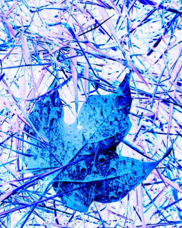 Photography titled "Blue Leaf" by Gwendolyn Roth, Original Artwork, Digital Photography