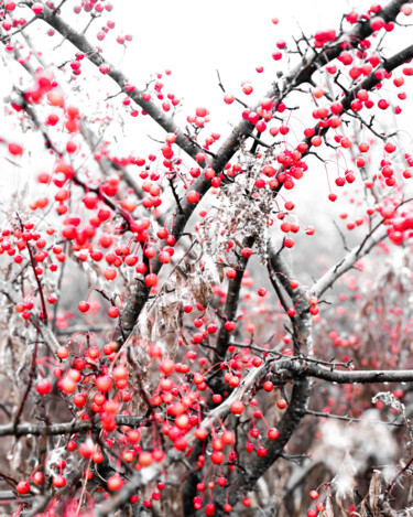 Photography titled "Crabapple 2" by Gwendolyn Roth, Original Artwork, Digital Photography