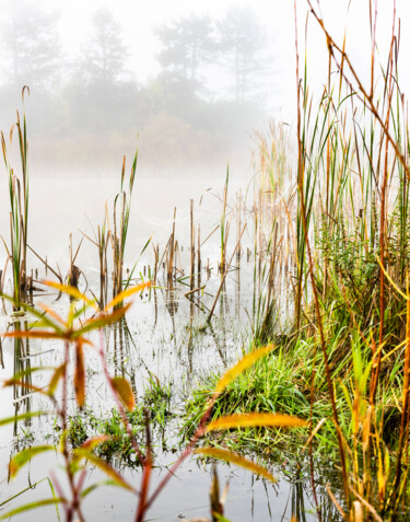 Photography titled "Misty Pond" by Gwendolyn Roth, Original Artwork, Digital Photography