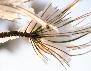 Fotografia zatytułowany „Winter Needles” autorstwa Gwendolyn Roth, Oryginalna praca, Fotografia cyfrowa