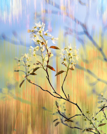 "Spring Impressions 2" başlıklı Fotoğraf Gwendolyn Roth tarafından, Orijinal sanat, Dijital Fotoğrafçılık