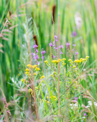 Photographie intitulée "Sweet Summer Meadow" par Gwendolyn Roth, Œuvre d'art originale, Photographie numérique