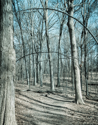 Fotografia intitulada "Shivering Timber" por Gwendolyn Roth, Obras de arte originais, Fotografia digital