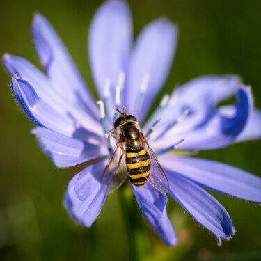 Photography titled "Chickory" by Gwendolyn Roth, Original Artwork, Digital Photography