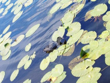 Photography titled "Still water" by Dr István Gyebnár, Original Artwork