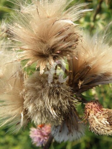 Photography titled "Hair" by Dr István Gyebnár, Original Artwork