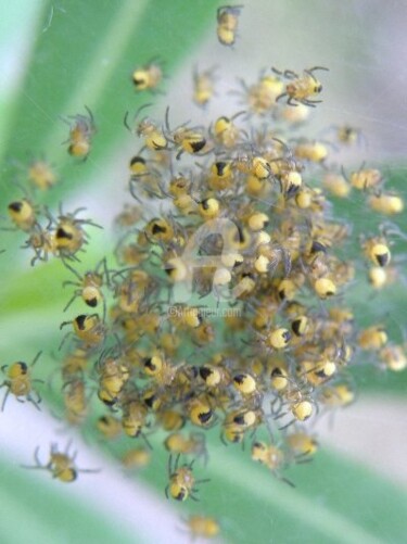 Photography titled "Family life" by Dr István Gyebnár, Original Artwork