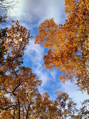 Fotografia intitulada "Autumn colours (1)" por H.J, Obras de arte originais, Fotografia digital