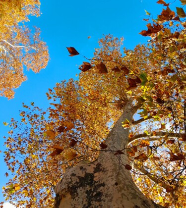 Fotografía titulada "Autumn colours (2)" por H.J, Obra de arte original, Fotografía digital