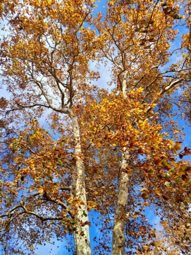 Фотография под названием "Autumn colours (3)" - H.J, Подлинное произведение искусства, Цифровая фотография