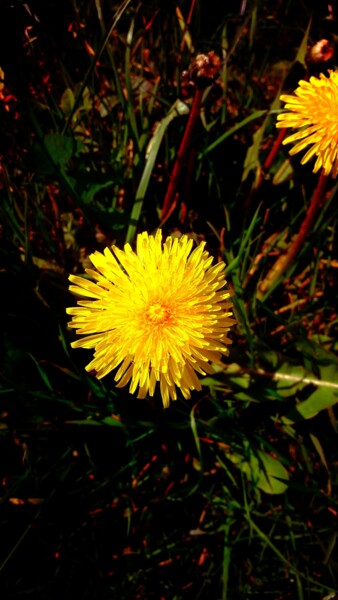 Fotografie mit dem Titel "Yellow flower" von H.J, Original-Kunstwerk, Digitale Fotografie