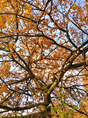 Fotografia zatytułowany „Autumn colours (4)” autorstwa H.J, Oryginalna praca, Fotografia cyfrowa