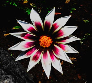 Fotografie mit dem Titel "Gazania flower" von H.J, Original-Kunstwerk, Digitale Fotografie