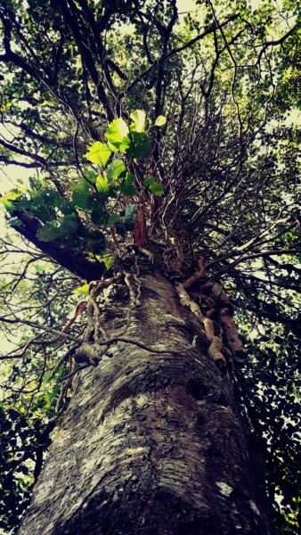 Photography titled "A giant tree" by H.J, Original Artwork, Digital Photography