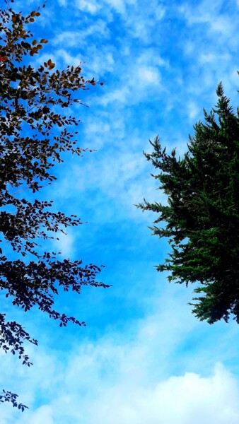 Photographie intitulée "Sky&trees(2)" par H.J, Œuvre d'art originale, Photographie numérique