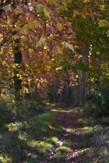Photographie intitulée "Fragrances d'automne" par Herve L (Achel), Œuvre d'art originale, Photographie numérique