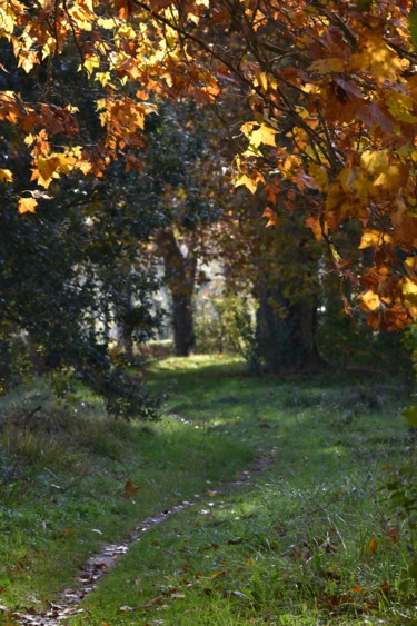 Photographie intitulée "Trouée d'automne" par Herve L (Achel), Œuvre d'art originale, Photographie numérique