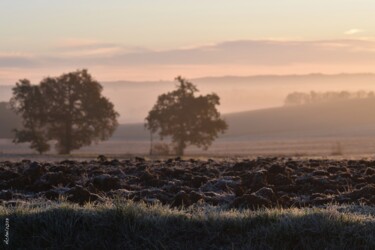 Fotografía titulada "Gelée de novembre" por Herve L (Achel), Obra de arte original, Fotografía digital