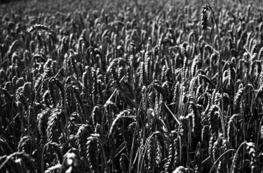 Photographie intitulée "Épis de blé" par Hakan Portakal, Œuvre d'art originale, Photographie numérique