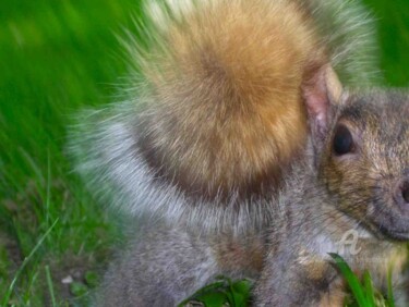 Fotografia zatytułowany „eekhoorn !” autorstwa Hal Studholme, Oryginalna praca, Fotografia cyfrowa