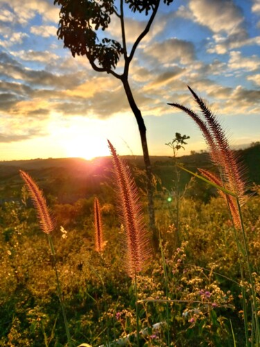 Fotografia zatytułowany „CÉU EM PLANTAS” autorstwa Halder, Oryginalna praca, Fotografia cyfrowa Zamontowany na Panel drewnia…