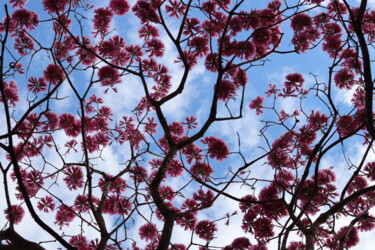 Fotografía titulada "ENTRE FLORES" por Halder, Obra de arte original, Fotografía digital