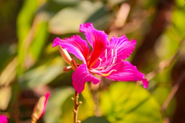 Fotografie getiteld "A FLOR" door Halder, Origineel Kunstwerk, Digitale fotografie Gemonteerd op Houten paneel