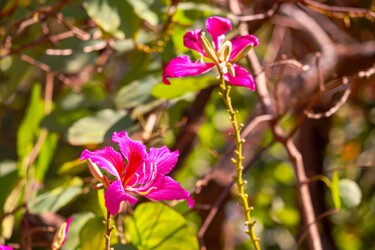 Fotografie getiteld "FLORES" door Halder, Origineel Kunstwerk, Digitale fotografie Gemonteerd op Houten paneel