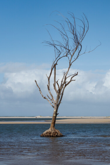 Fotografia intitulada "Vida Seca II" por Halder, Obras de arte originais, Fotografia digital