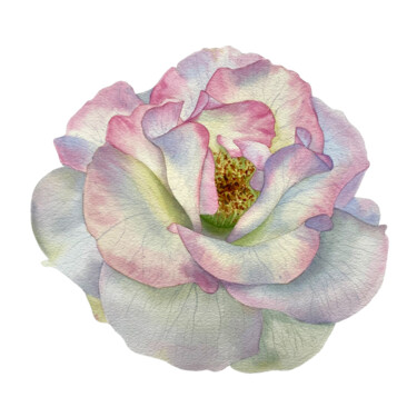 Malerei mit dem Titel "White and Pink Rose…" von Hanna Kopylova, Original-Kunstwerk, Aquarell