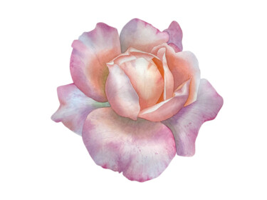 Pintura intitulada "Rose flower" por Hanna Kopylova, Obras de arte originais, Aquarela