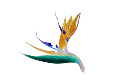 Peinture intitulée "Bird of Paradise Sk…" par Hanna Kopylova, Œuvre d'art originale, Aquarelle