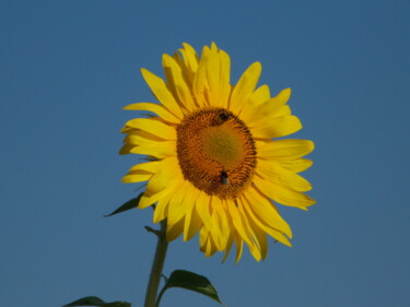 Fotografie mit dem Titel "Sonnenblume I" von Harry Lübke (hARRY), Original-Kunstwerk, Digitale Fotografie