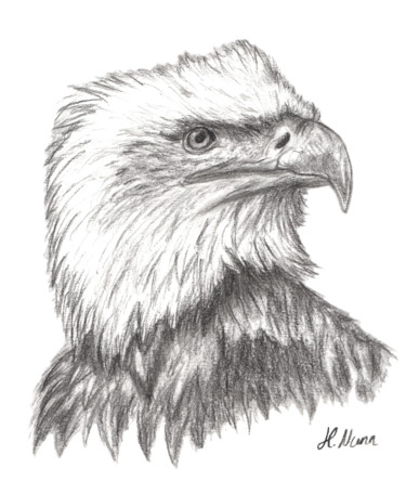 Drawing titled "Eagle" by Hayley Nunn, Original Artwork, Charcoal