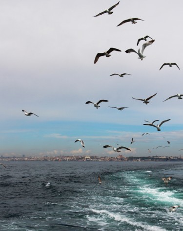 Фотография под названием "Gulls" - Hayrunnisa Ozdemir Cokkas, Подлинное произведение искусства, Другой