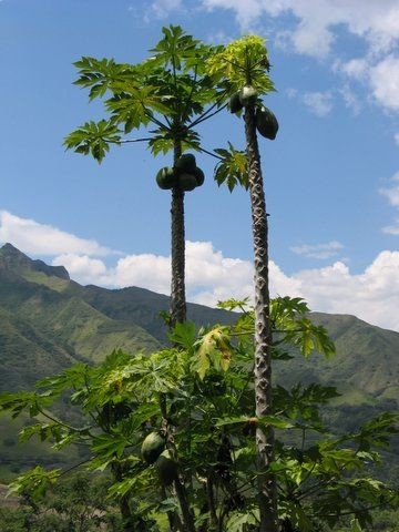 Photography titled "Papaya Tree" by Heart Art Rebecca, Original Artwork