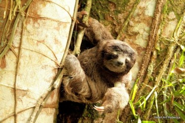 Fotografie getiteld "A baby sloth" door Heart Art Rebecca, Origineel Kunstwerk