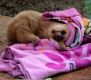 Fotografie getiteld "A baby sloth" door Heart Art Rebecca, Origineel Kunstwerk