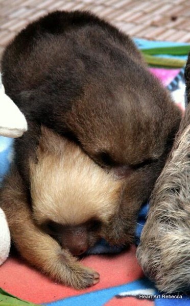 Fotografie getiteld "2 little baby sloths" door Heart Art Rebecca, Origineel Kunstwerk