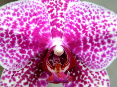 Fotografie getiteld "Rare orchid" door Heart Art Rebecca, Origineel Kunstwerk