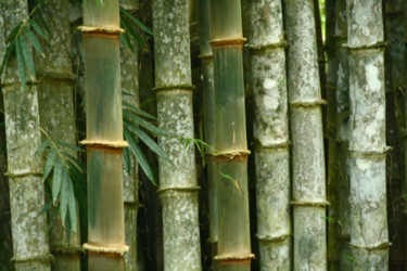Fotografie getiteld "Bamboo wood at Uvita" door Heart Art Rebecca, Origineel Kunstwerk