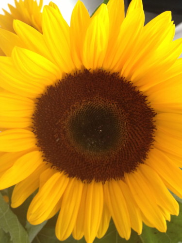 Fotografie getiteld "Sunflower" door Heart Art Rebecca, Origineel Kunstwerk