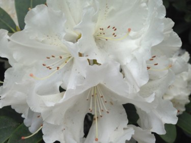 Fotografie getiteld "White rododendron" door Heart Art Rebecca, Origineel Kunstwerk