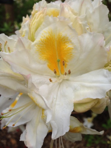 Fotografie getiteld "Rhododendron" door Heart Art Rebecca, Origineel Kunstwerk
