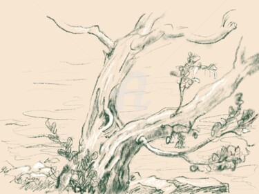 Drawing titled "Tree Near Water, He…" by Heather Beaton, Original Artwork, Pencil