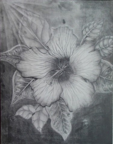 Drawing titled "Gray's Hibiscus" by Stephen Fontana, Original Artwork