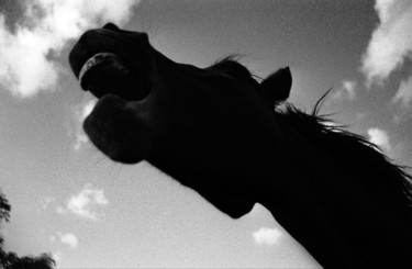 Fotografie mit dem Titel "Screaming Horse I" von Heinz Baade, Original-Kunstwerk